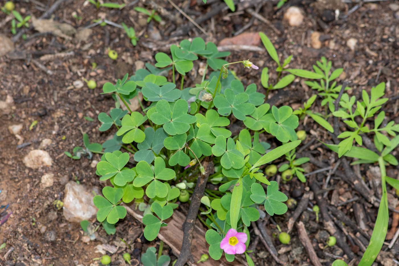 Image of Oxalis purpurascens specimen.