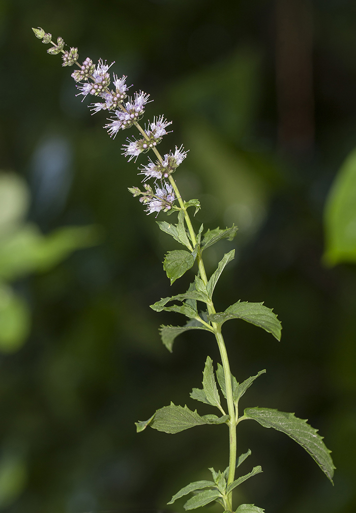 Image of Mentha spicata specimen.