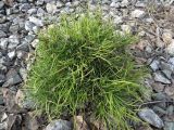 Pinus sylvestris. Молодое растение с аномальной морфологией кроны на железнодорожной насыпи. Окр. Томска, ж.-д. ветка Томск-Северный - Копылово. 15.04.2020.