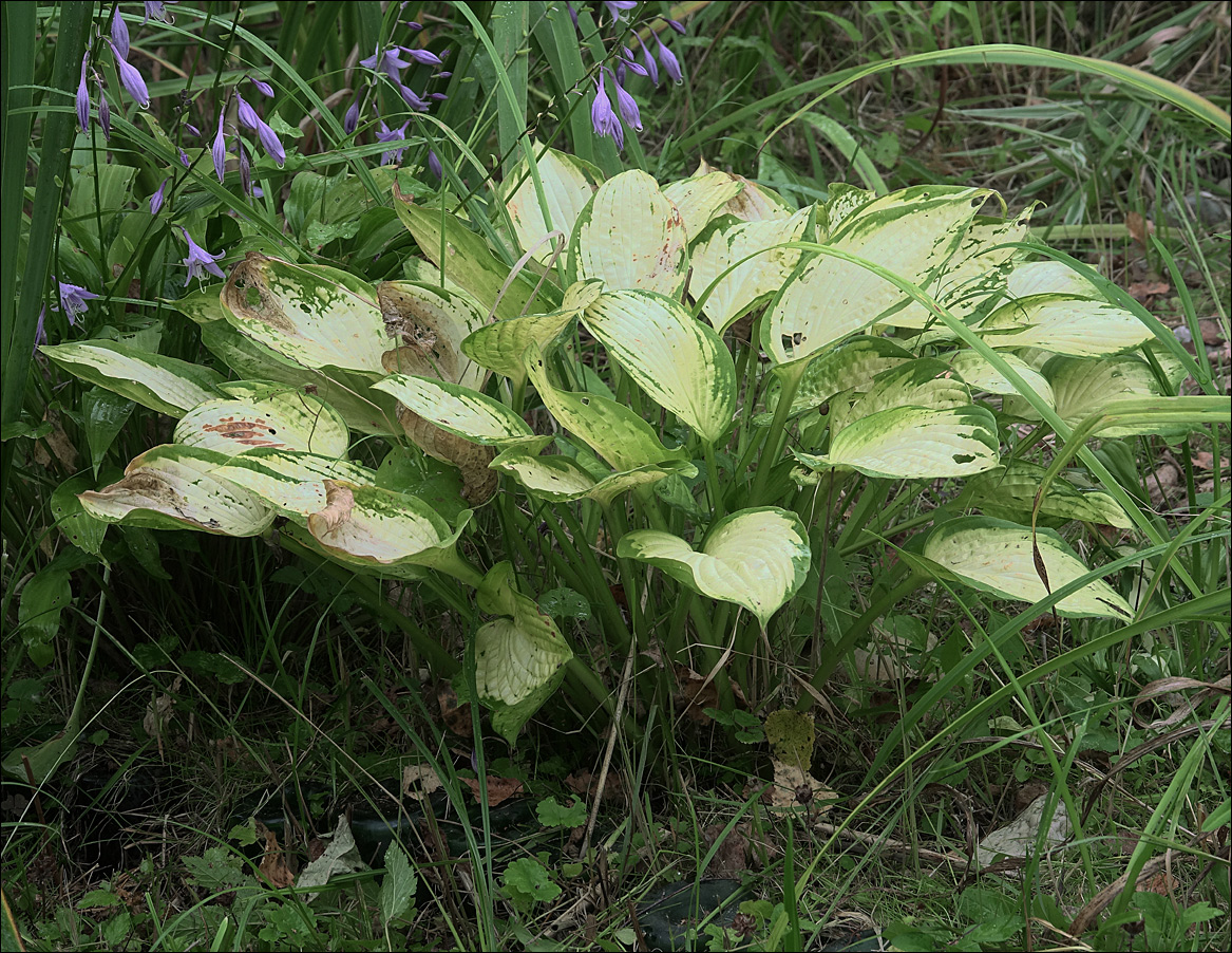 Изображение особи род Hosta.