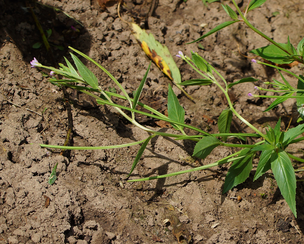 Image of Epilobium adenocaulon specimen.