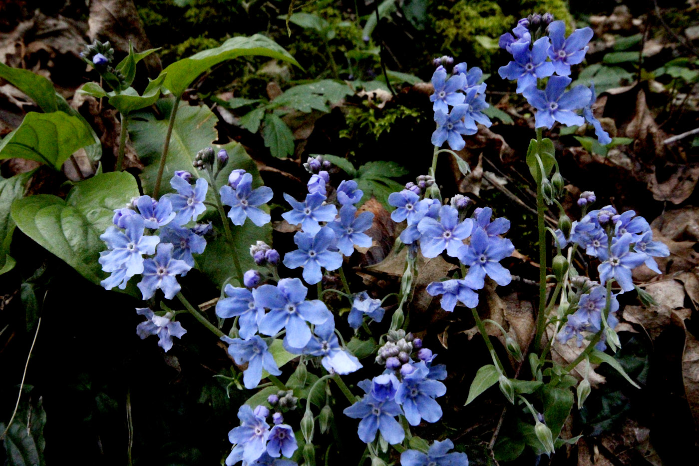 Image of Omphalodes cappadocica specimen.