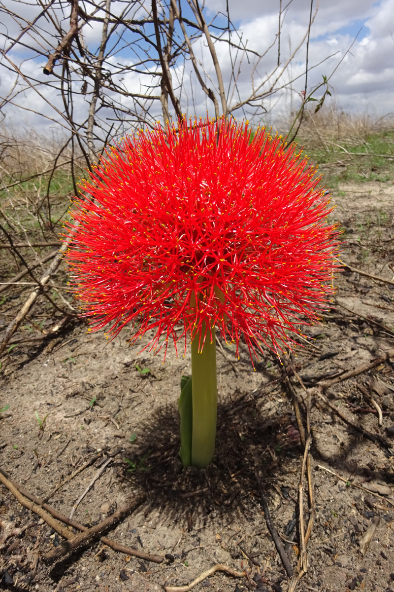Image of Scadoxus multiflorus specimen.