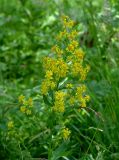 Solidago virgaurea subspecies dahurica. Верхушка цветущего растения. Иркутская обл., Иркутский р-н, ур. Падь Еловая, смешанный лес. 20.07.2020.