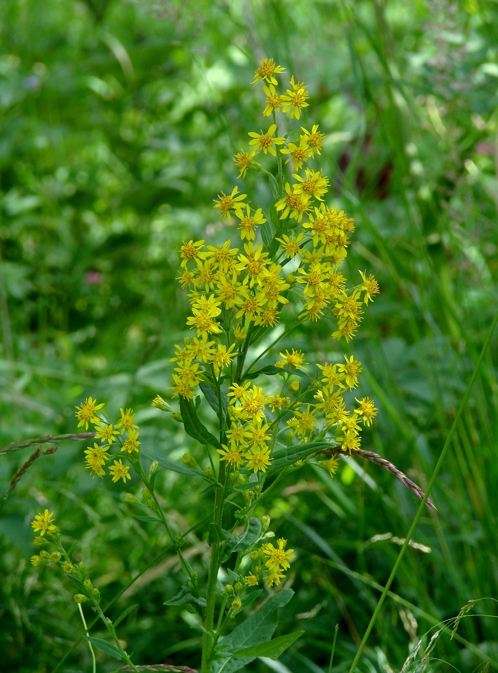 Image of Solidago virgaurea ssp. dahurica specimen.