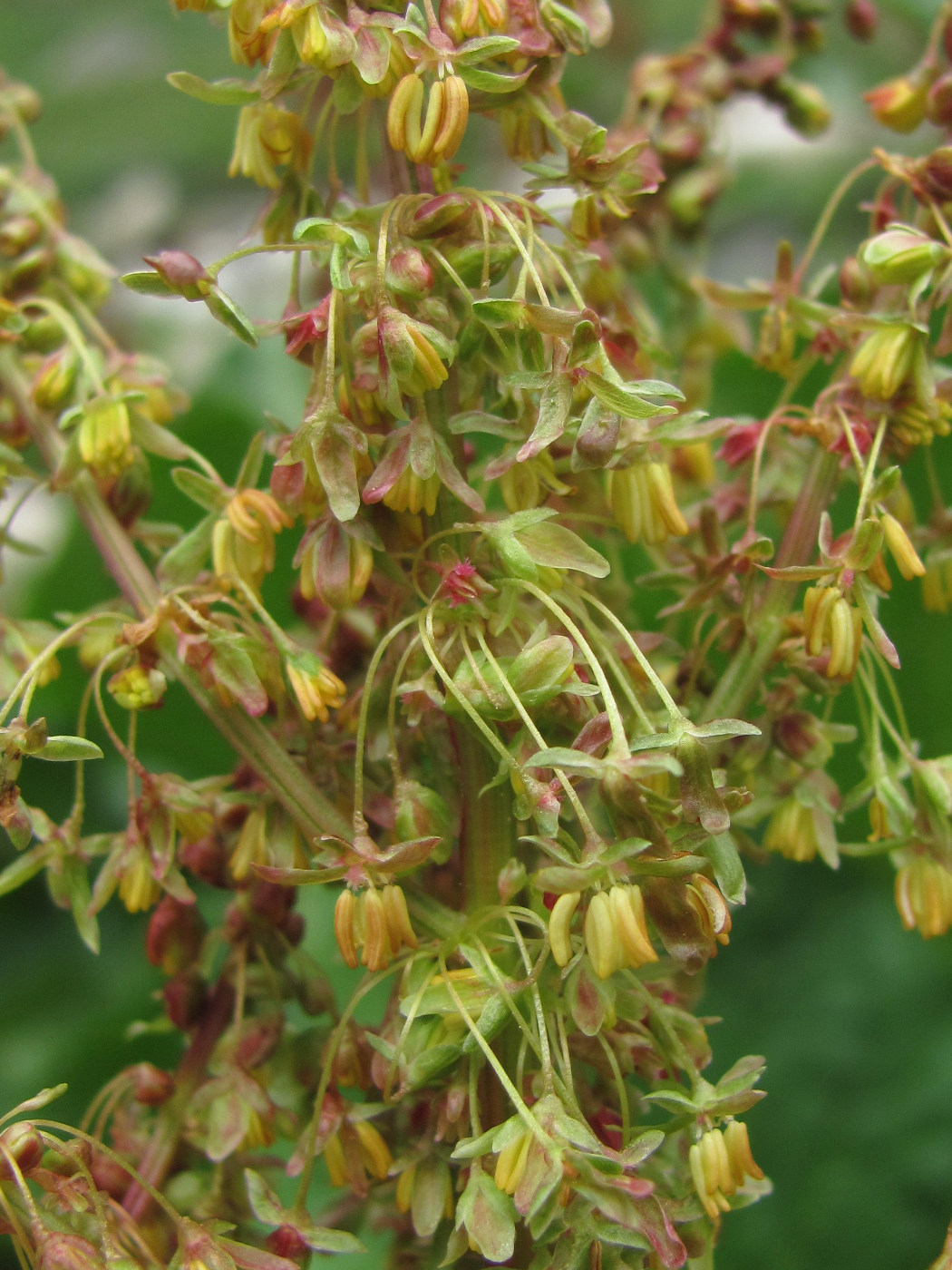 Image of Rumex alpinus specimen.