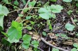 Heracleum sosnowskyi. Молодые растения. Ярославская обл., Брейтовский р-н, окр. с. Покровское на Сити, ивовая опушка у зарастающего луга на 32-летней залежи. 18.06.2020.
