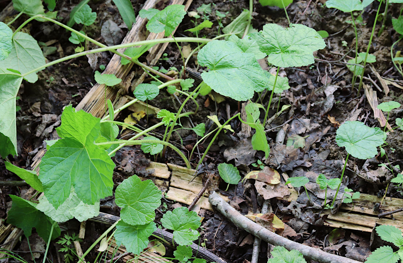 Image of Heracleum sosnowskyi specimen.