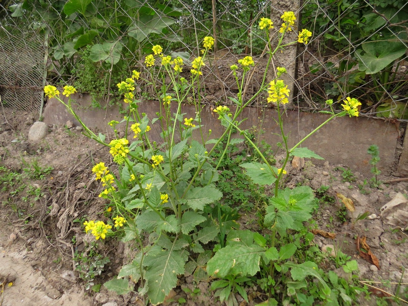 Image of Sinapis arvensis specimen.