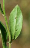 Crepis pulchra подвид turkestanica. Стеблевой лист и часть стебля. Узбекистан, г. Ташкент, пос. Улугбек, санитарно-защитная зона. 10.05.2020.