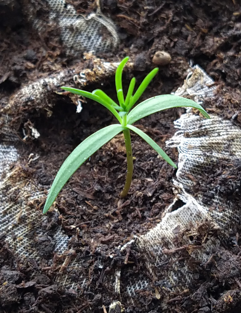 Изображение особи Platycladus orientalis.