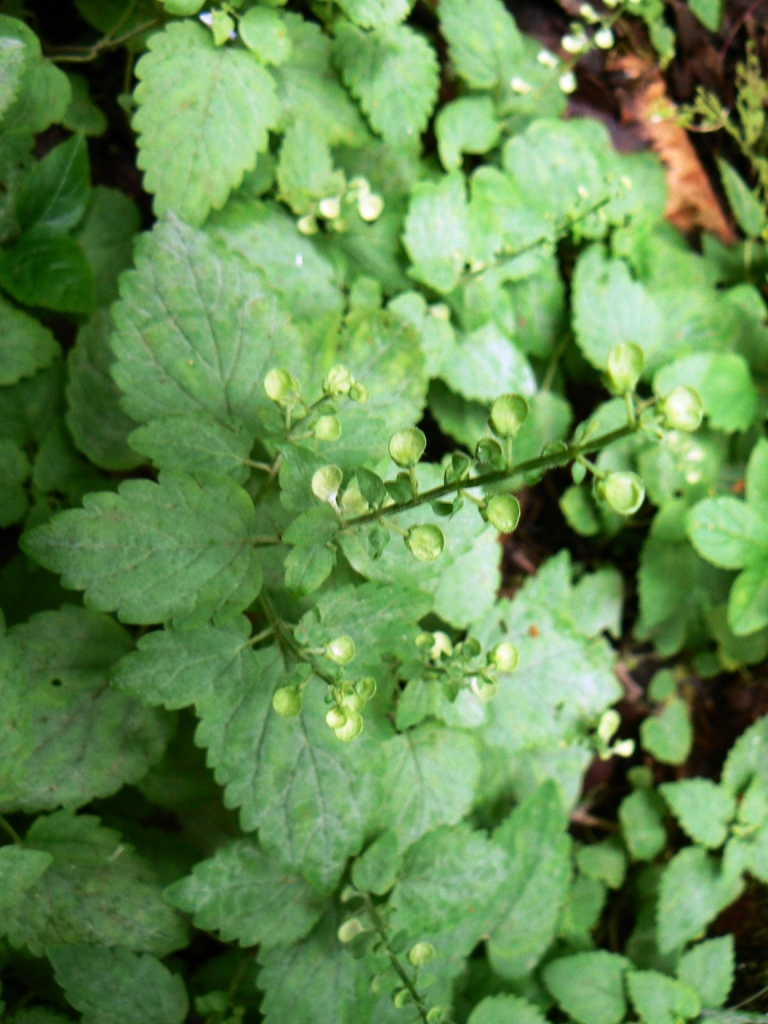 Изображение особи Scutellaria dentata.