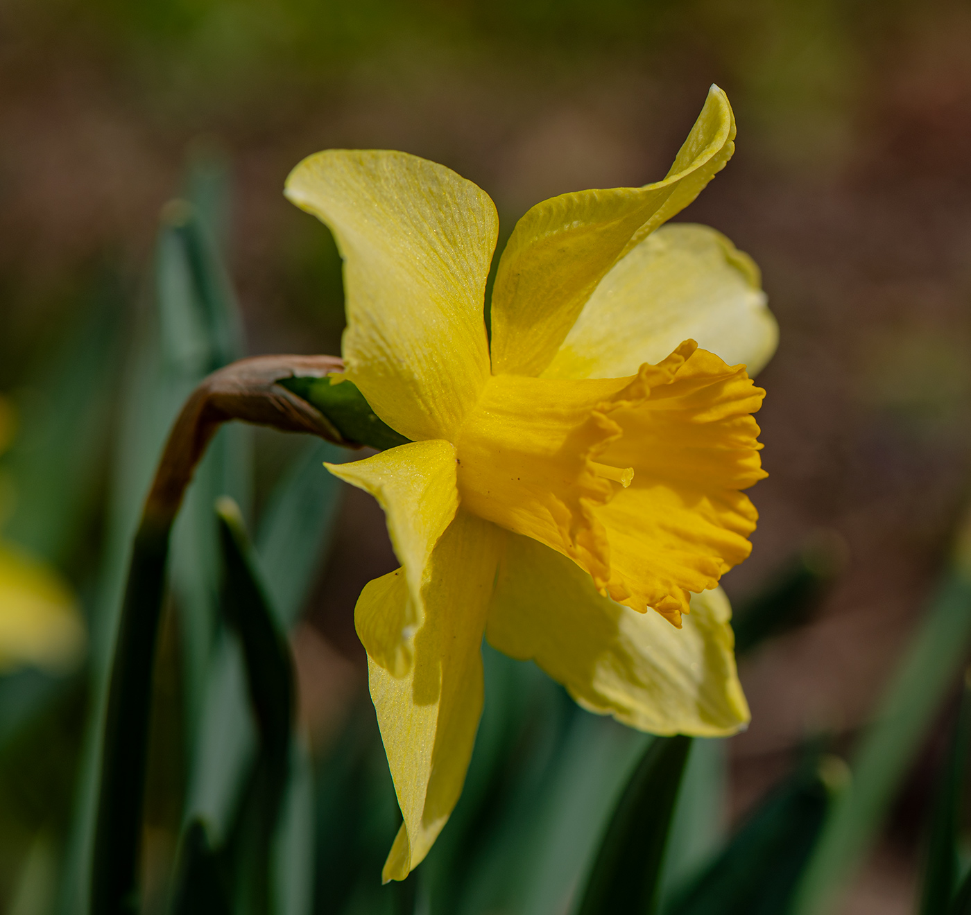 Image of genus Narcissus specimen.