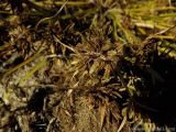 род Cyperus