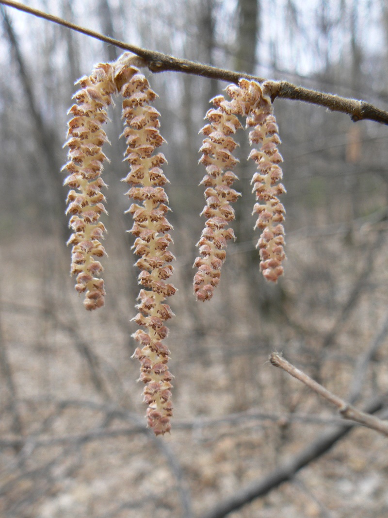 Image of Corylus mandshurica specimen.