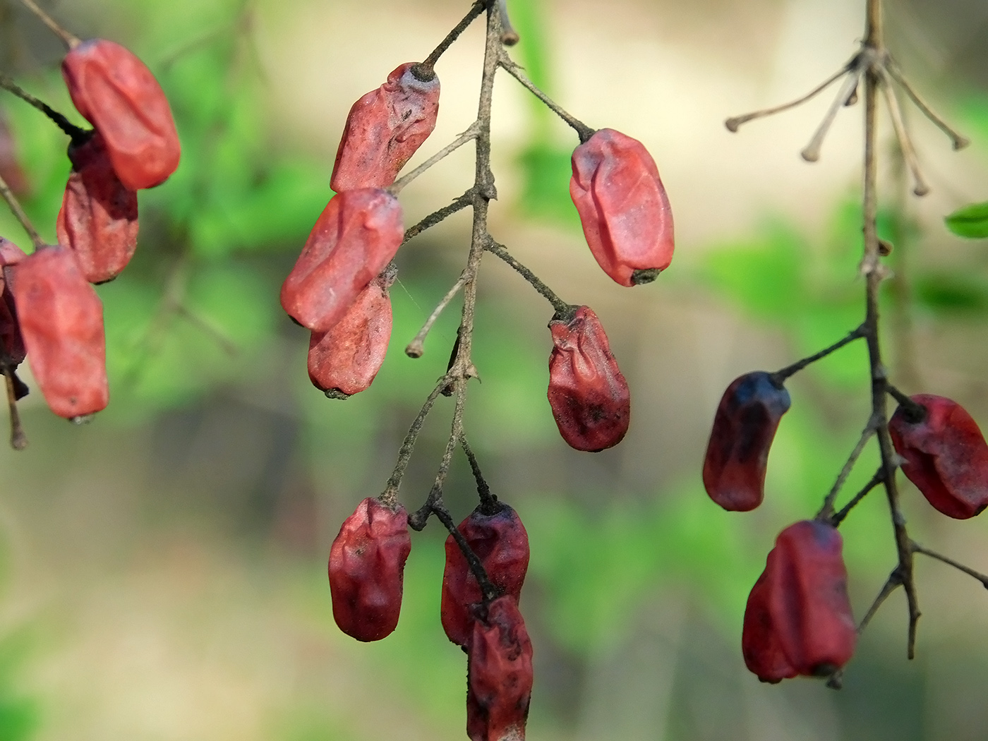 Изображение особи Berberis vulgaris.