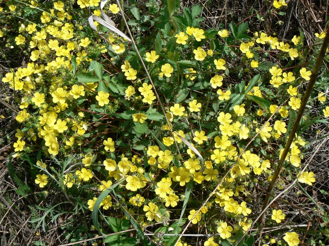 Image of genus Potentilla specimen.