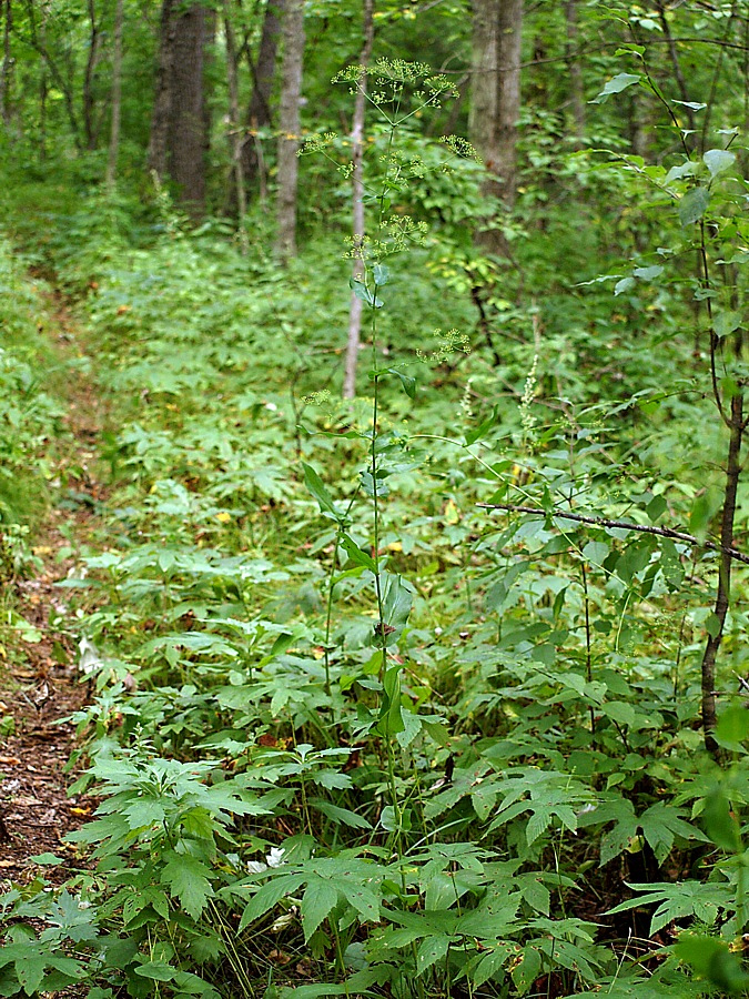 Image of Bupleurum longiradiatum specimen.