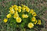 Adonis vernalis. Цветущее растение. Самарская обл., Ставропольский р-н, окр. с. Жигули, Молодецкий курган, луговой склон. 03.05.2021.