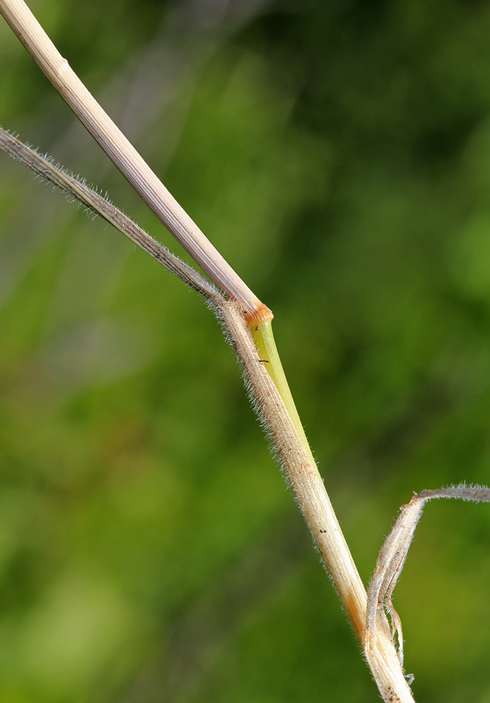 Изображение особи Elymus amurensis.