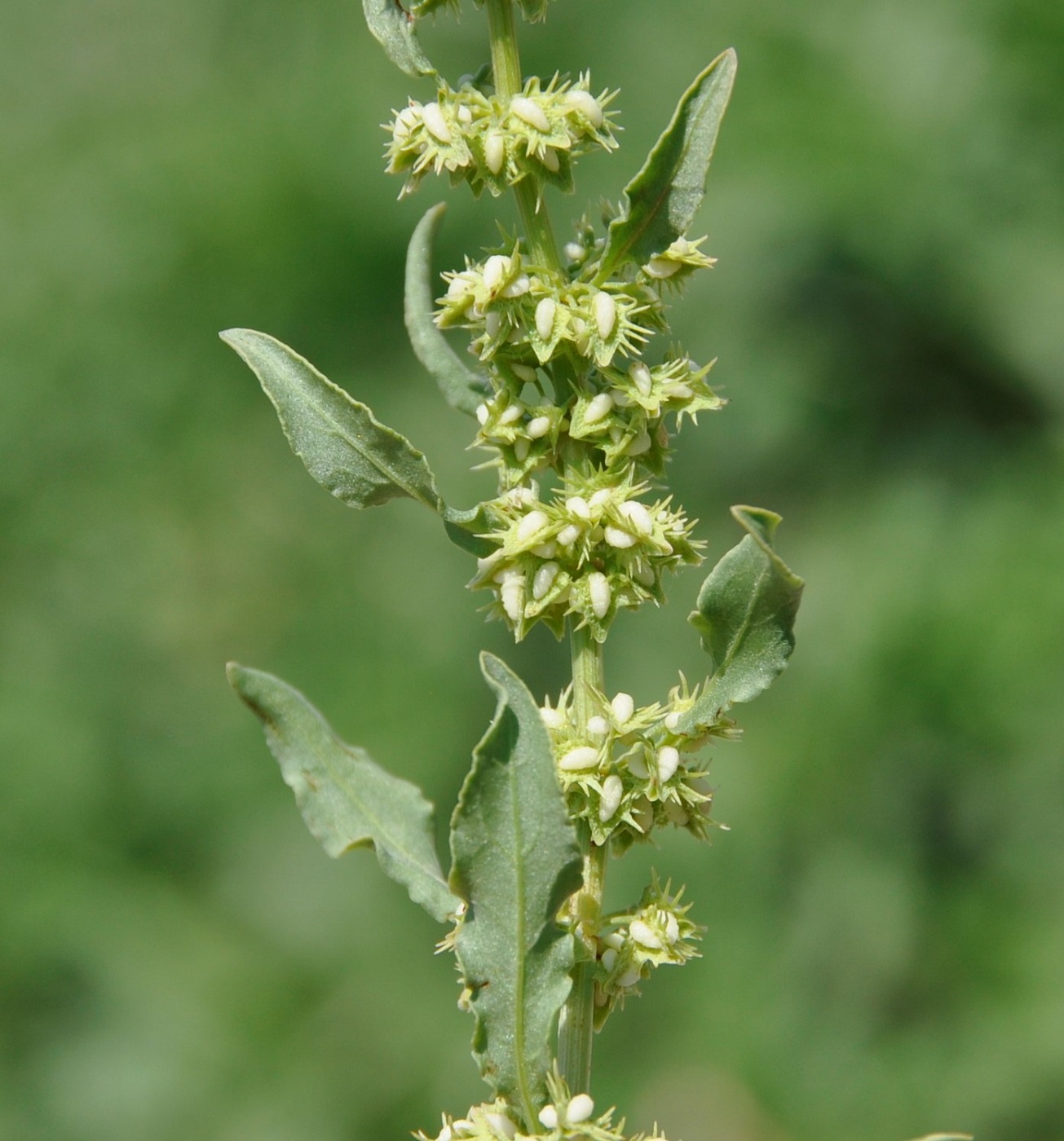 Изображение особи Rumex dentatus ssp. mesopotamicus.