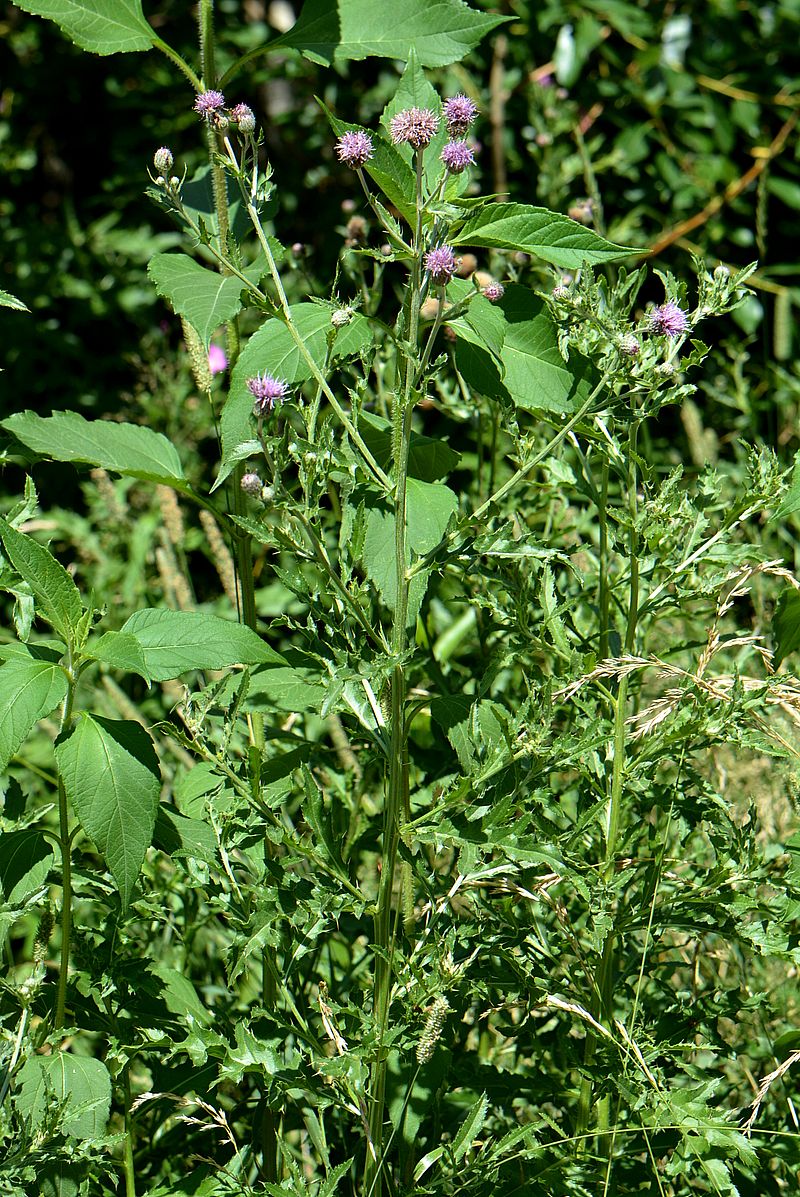 Image of Cirsium arvense specimen.