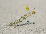 Medicago falcata