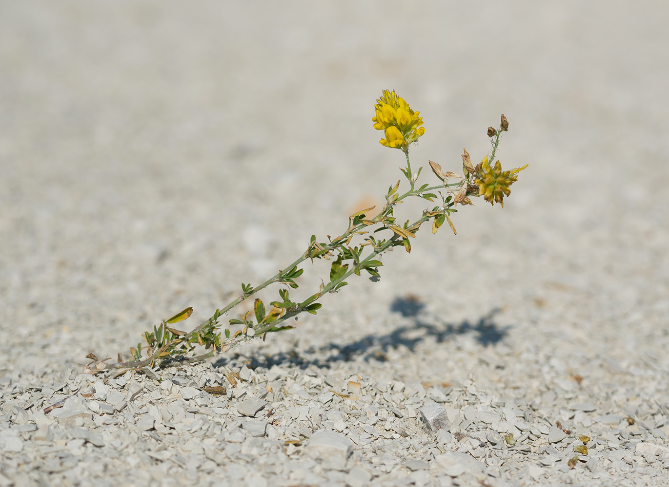 Image of Medicago falcata specimen.