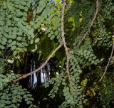 genus Phyllanthus. Часть ветки. Израиль, Шарон, г. Тель-Авив, ботанический сад тропических растений. 05.08.2018.