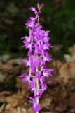 Orchis mascula