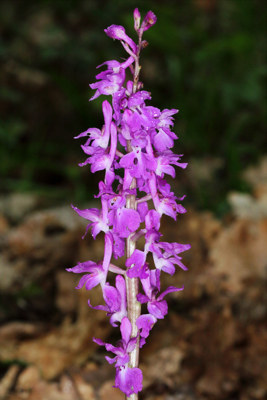 Изображение особи Orchis mascula.