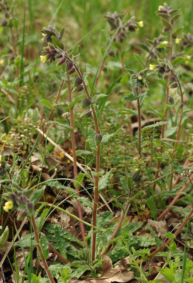 Изображение особи Nonea flavescens.