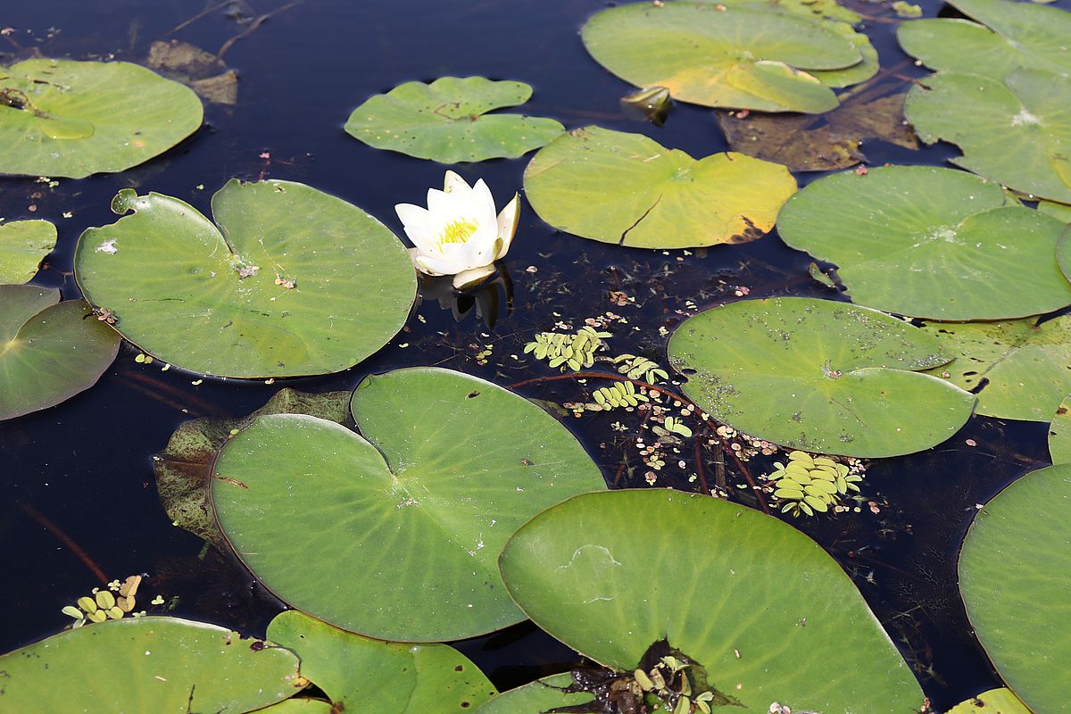 Изображение особи Nymphaea candida.