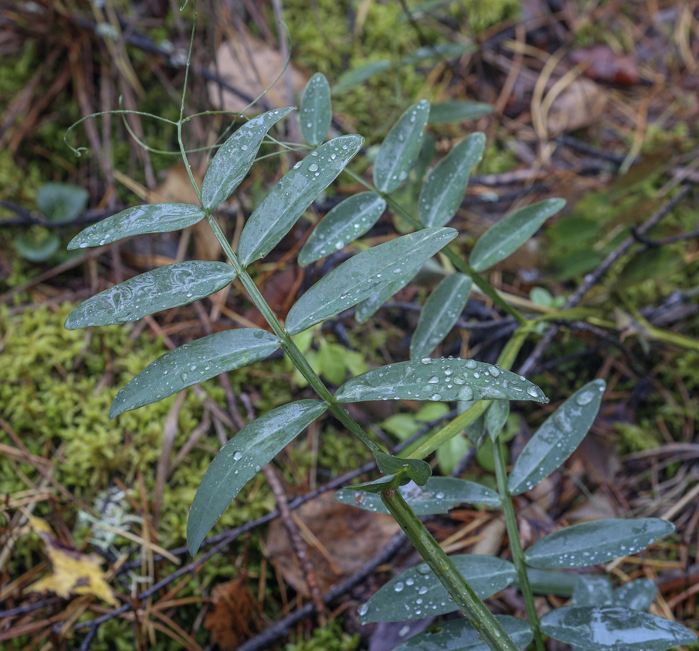 Изображение особи Lathyrus palustris.