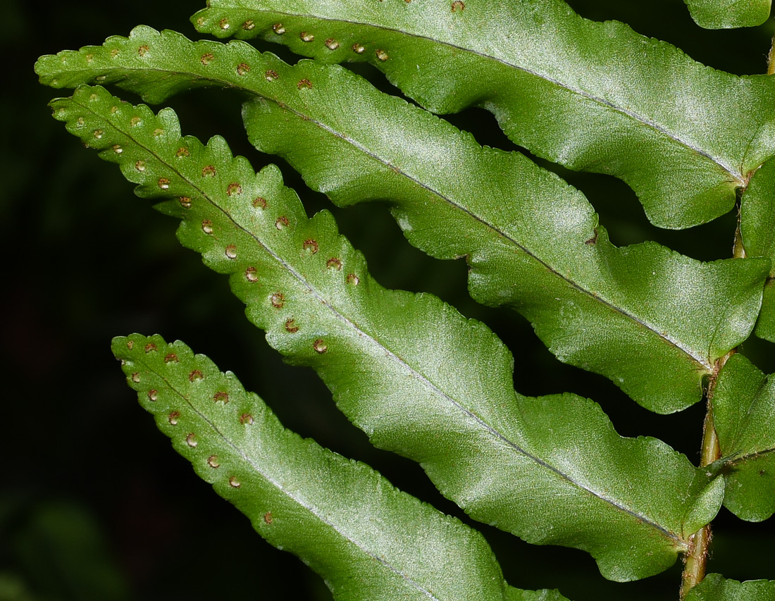 Image of Nephrolepis exaltata specimen.