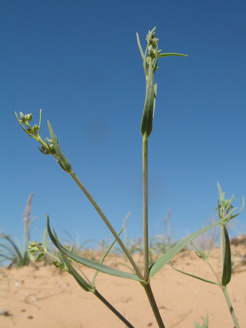 Image of Gypsophila paniculata specimen.