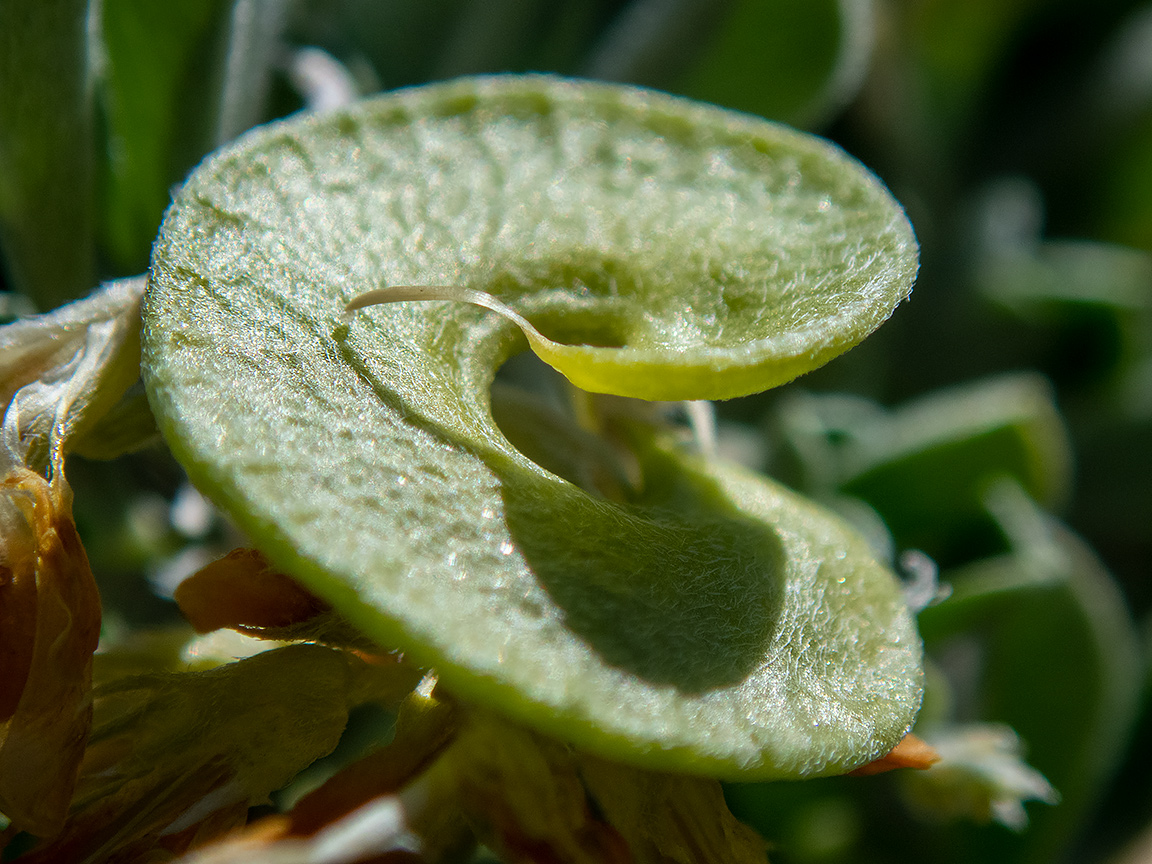 Image of Medicago arborea specimen.