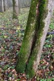 Homalia trichomanoides. Растения на стволе дерева. Тульская обл., окр. пос. Дубна, лиственный лес Просек, дно оврага. 07.11.2021.