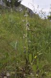 Ophrys scolopax. Цветущее растение. Испания, Каталония, пров. Жирона, комарка Баш Эмпорда, муниципалитет Тороэлья-де-Монгри, долина Санта-Катерина, разнотравье гарриги. 23.05.2021.