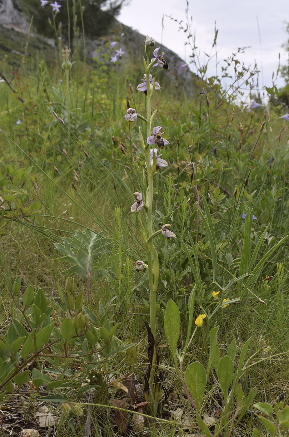 Image of Ophrys scolopax specimen.