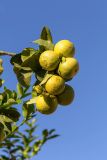 Citrus limon. Плоды и листья. Израиль, г. Бат-Ям, в культуре. 06.11.2021.