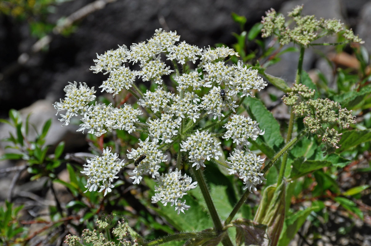 Image of Heracleum dissectum specimen.