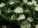 Sambucus nigra