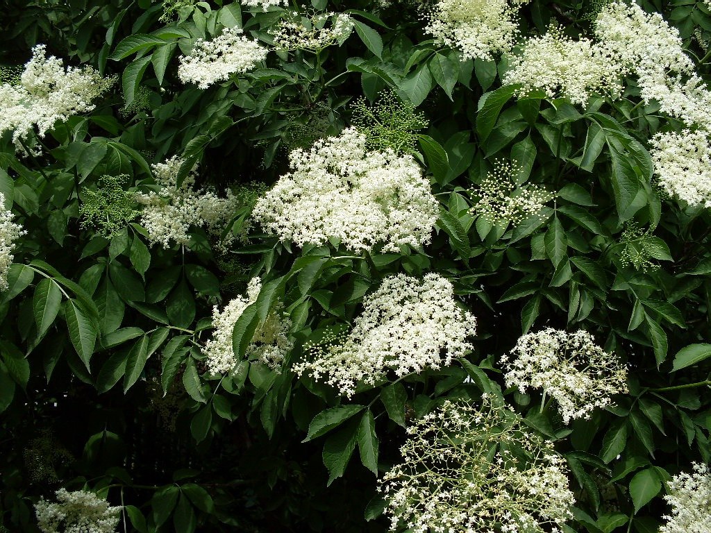 Изображение особи Sambucus nigra.