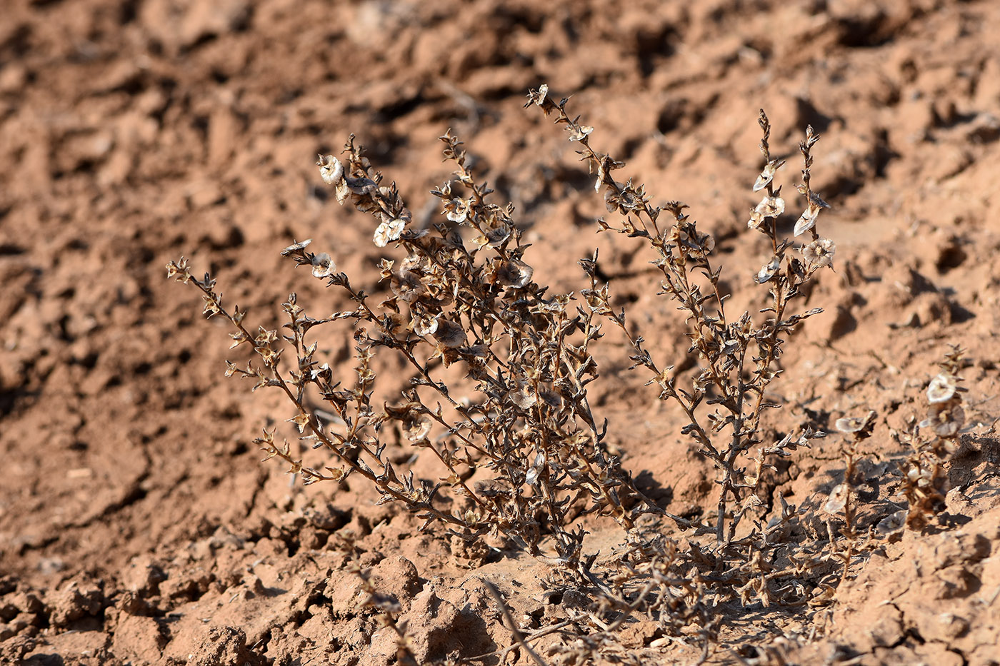 Image of Salsola acutifolia specimen.