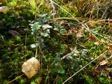 Vaccinium vitis-idaea