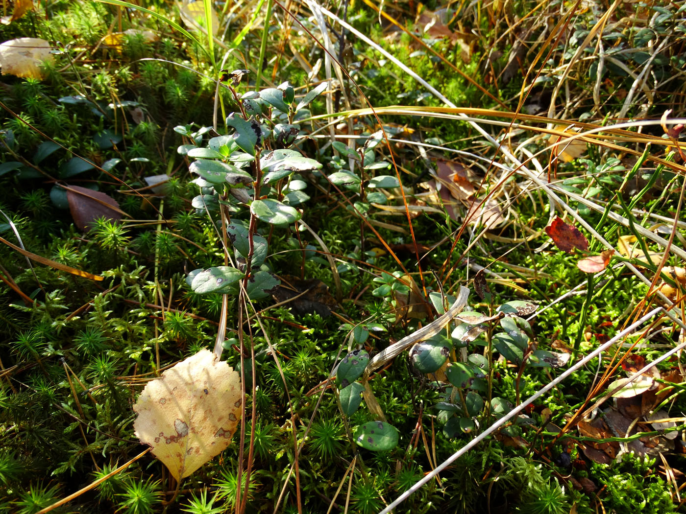 Image of Vaccinium vitis-idaea specimen.