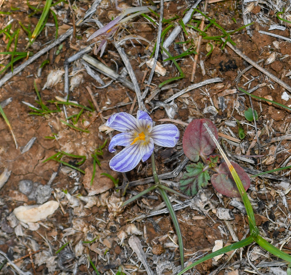 Изображение особи Crocus hermoneus.