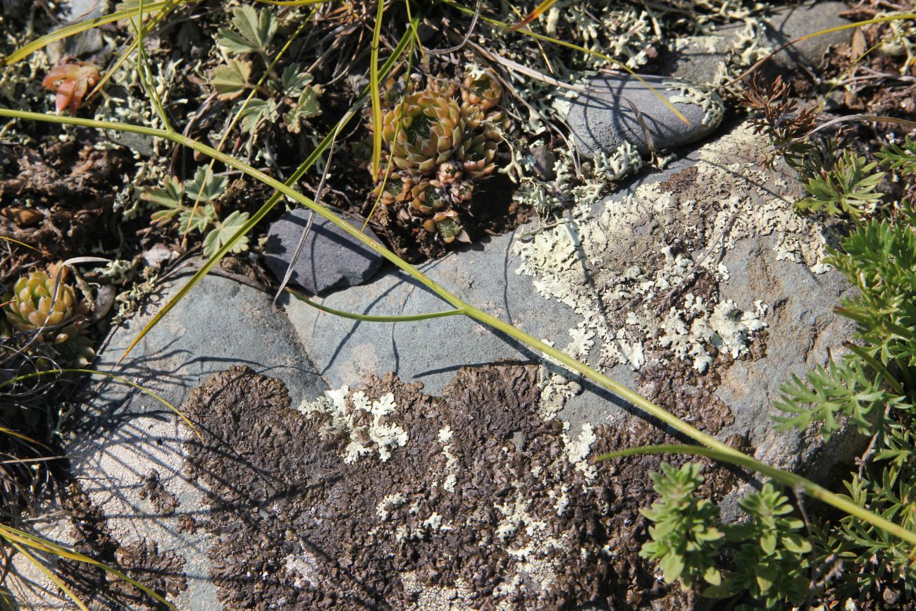 Image of Bupleurum bicaule specimen.