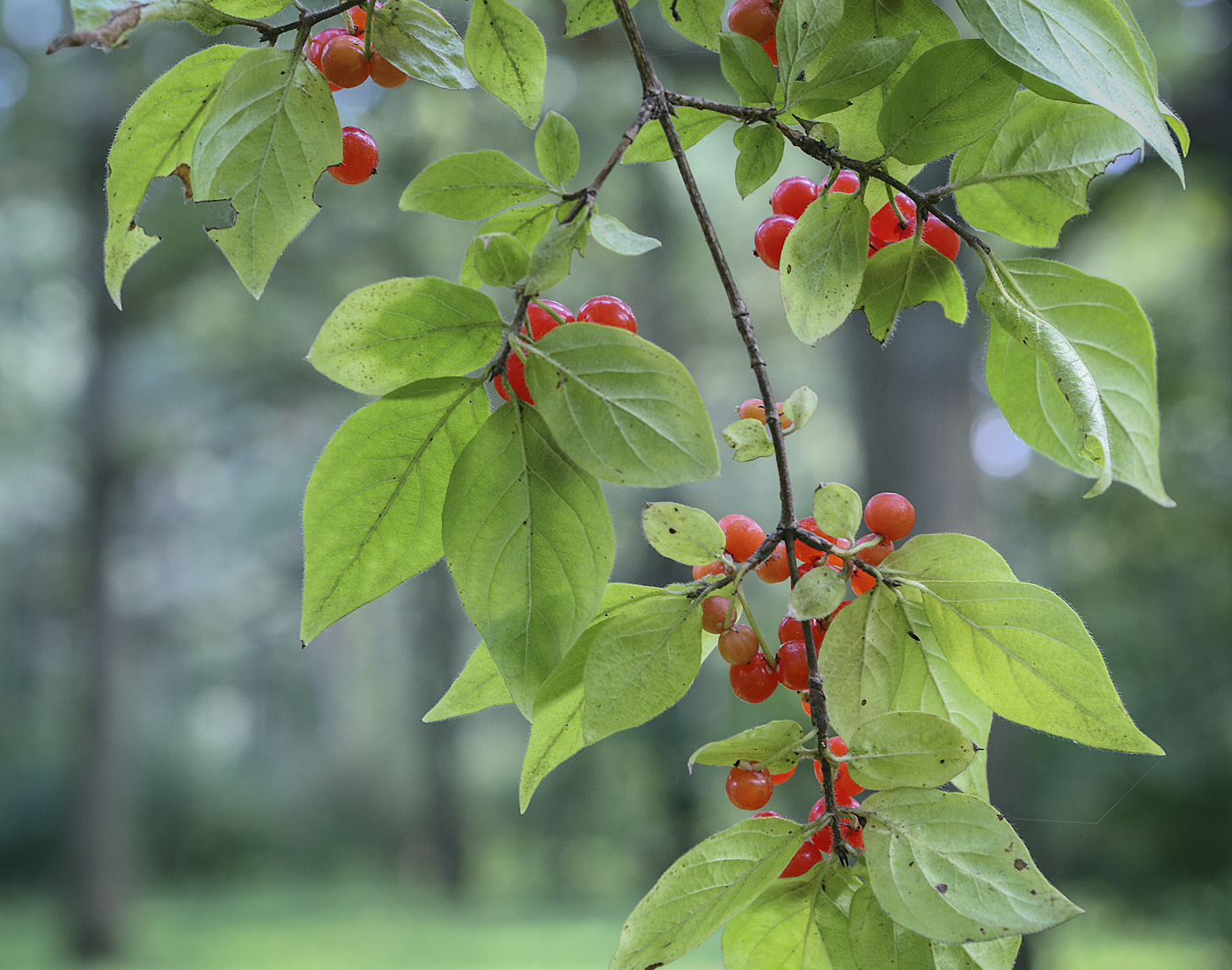 Image of genus Lonicera specimen.